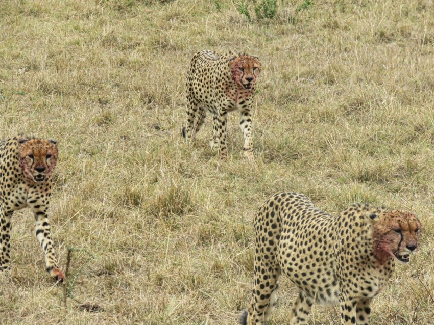 a group of cheetahs in a grassy field