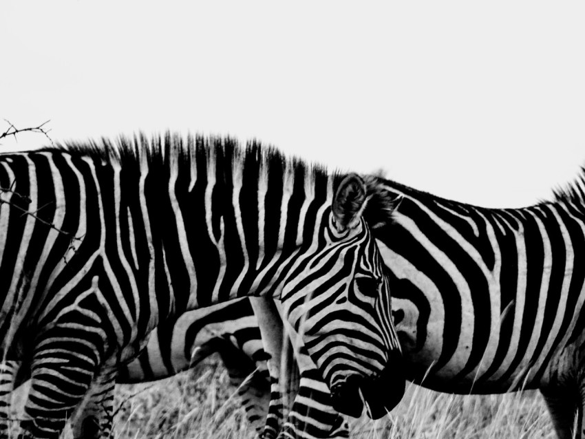 zebra standing on brown grass field hX