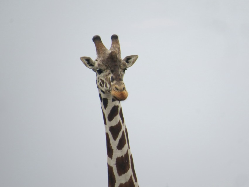 a tall giraffe standing next to a tree W