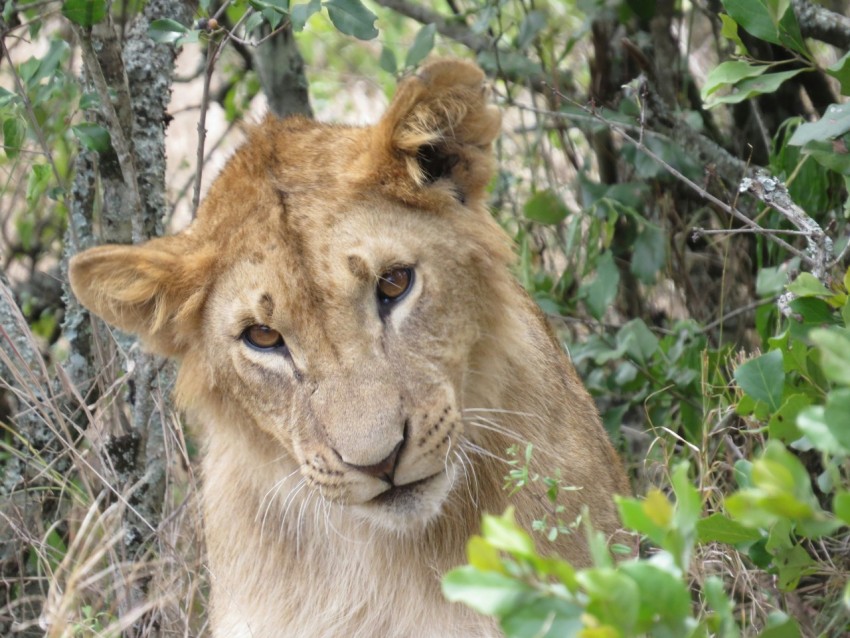 a close up of a lion in a forest