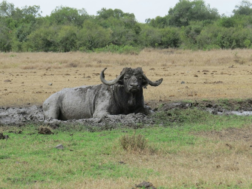 a bull laying down in the mud in a field