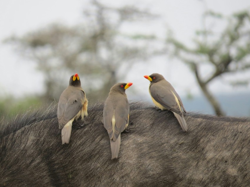 three birds sitting on the back of a horse O