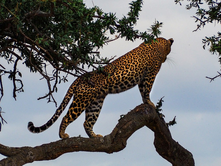 leopard on tree