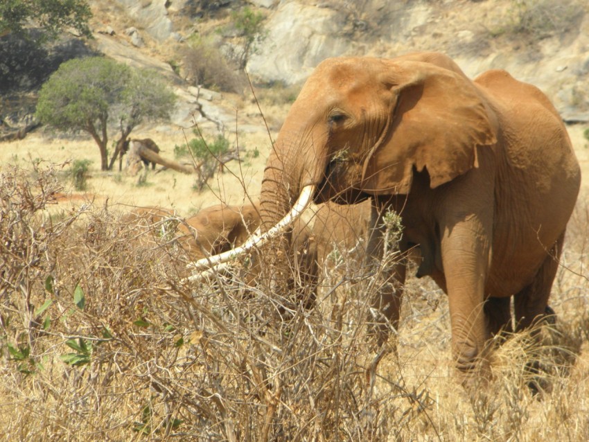 an elephant is standing in a field of dry grass