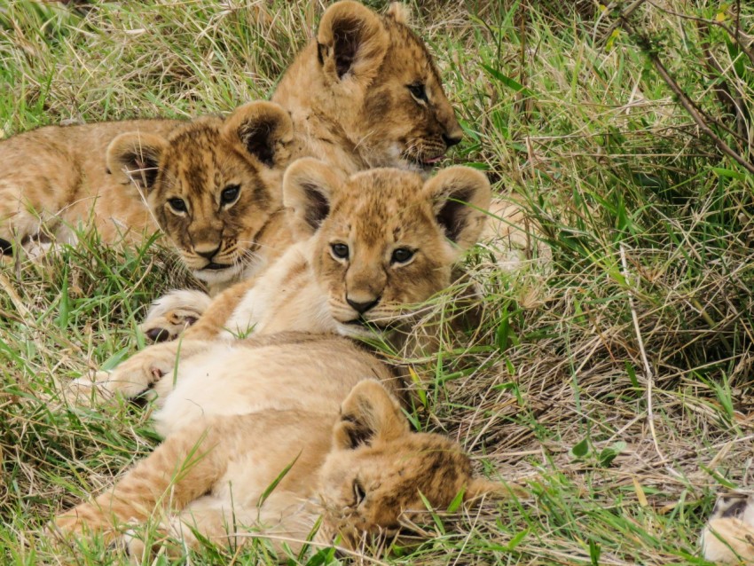 a group of lions lying in the grass