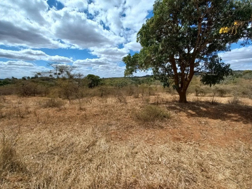 a field with a tree in the middle of it