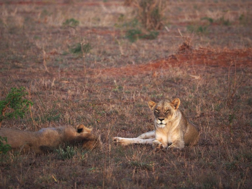 a lion and a lion cub laying in the grass