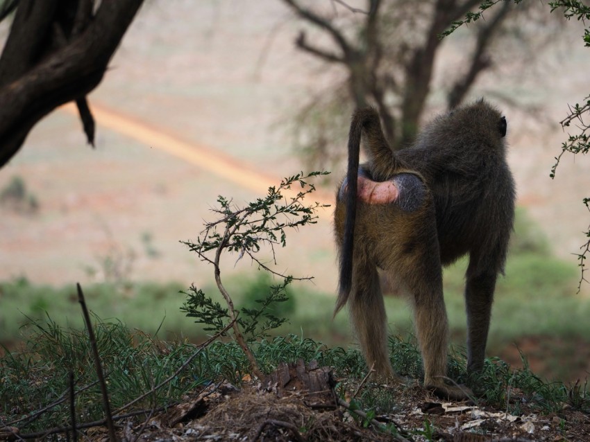 a monkey standing on a hill with its mouth open