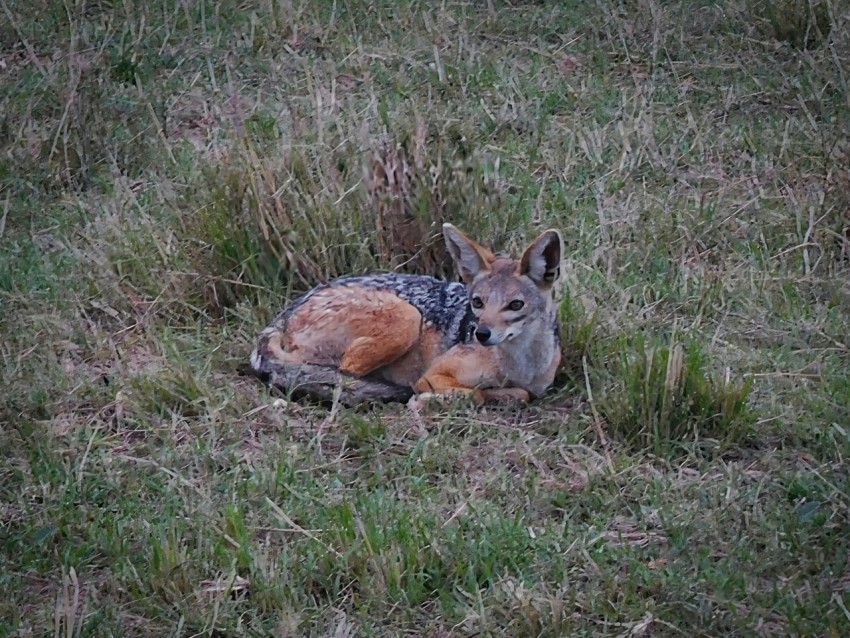 a fox lying in the grass SQt