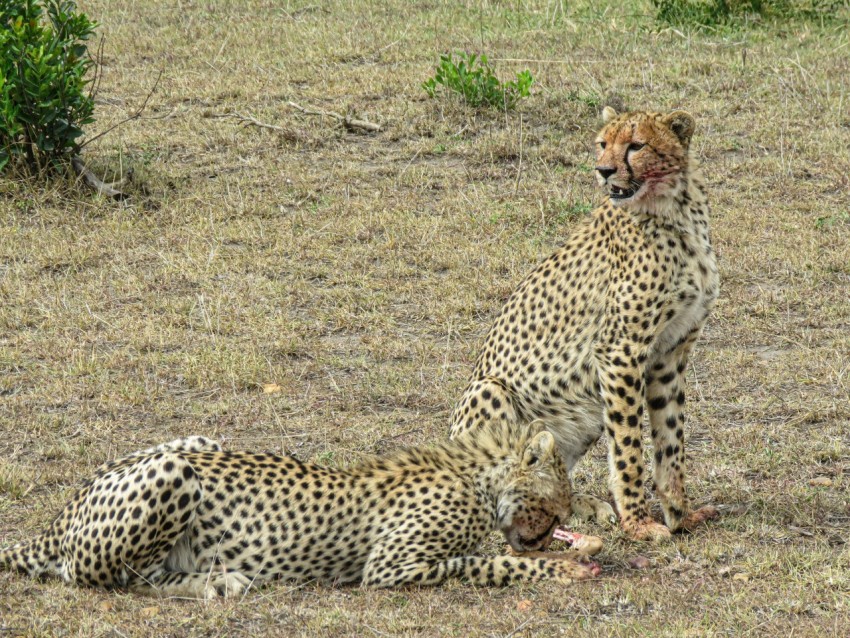 a couple of cheetahs in a field