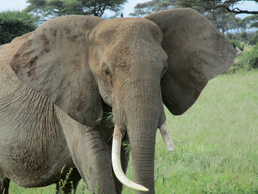 elephants standing in grass aSytVY