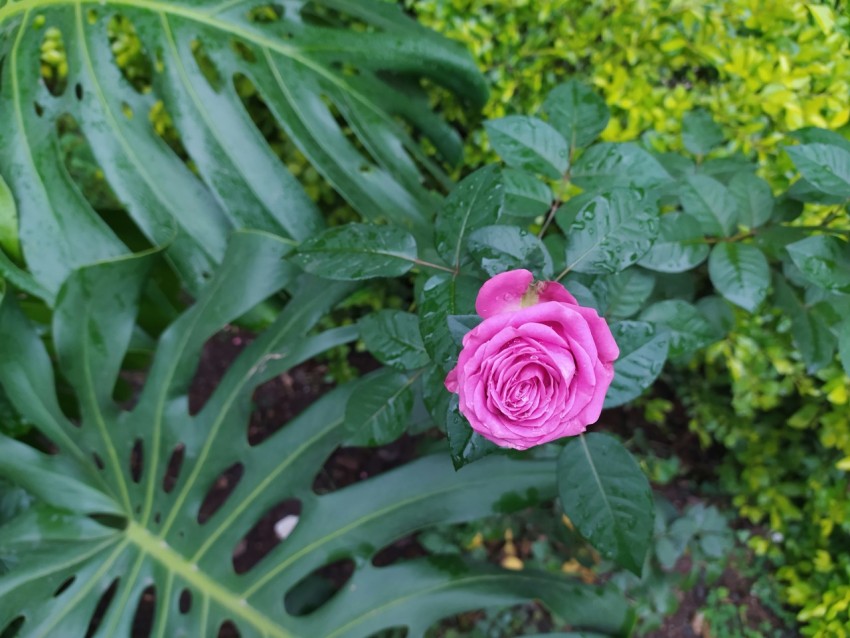 a pink rose with green leaves in the background