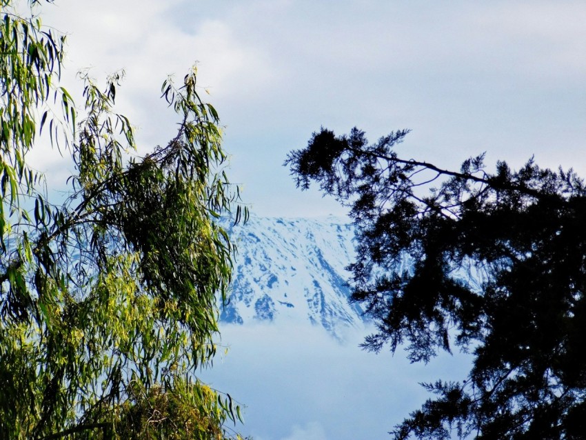 green tree with snow covered mountain in distance