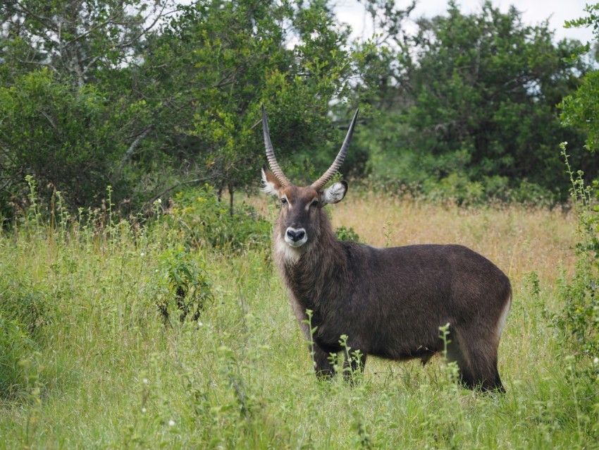 brown deer on green grass field during daytime