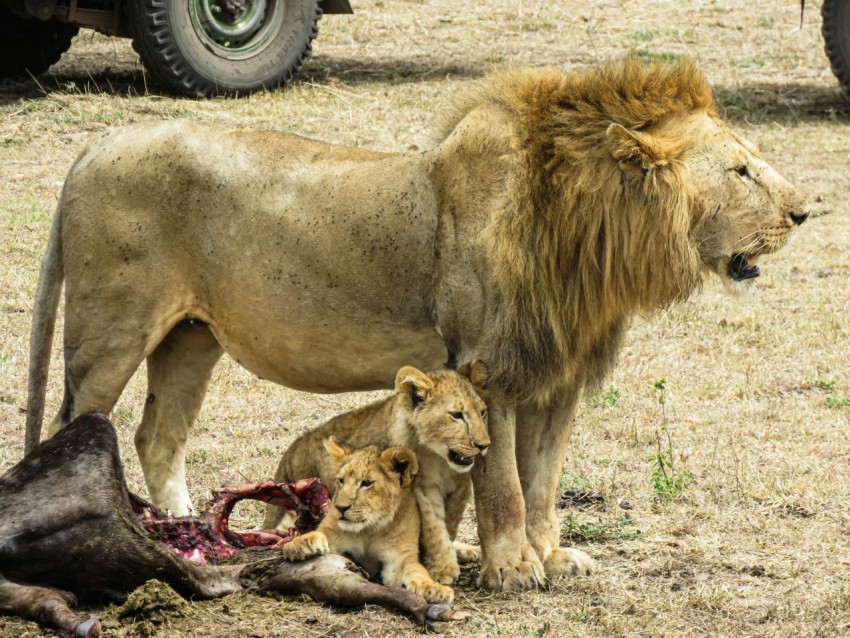 a lion with a group of lions EKcNDB