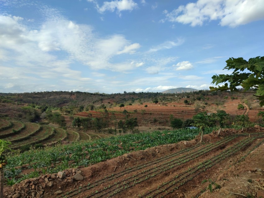 a landscape with trees and hills