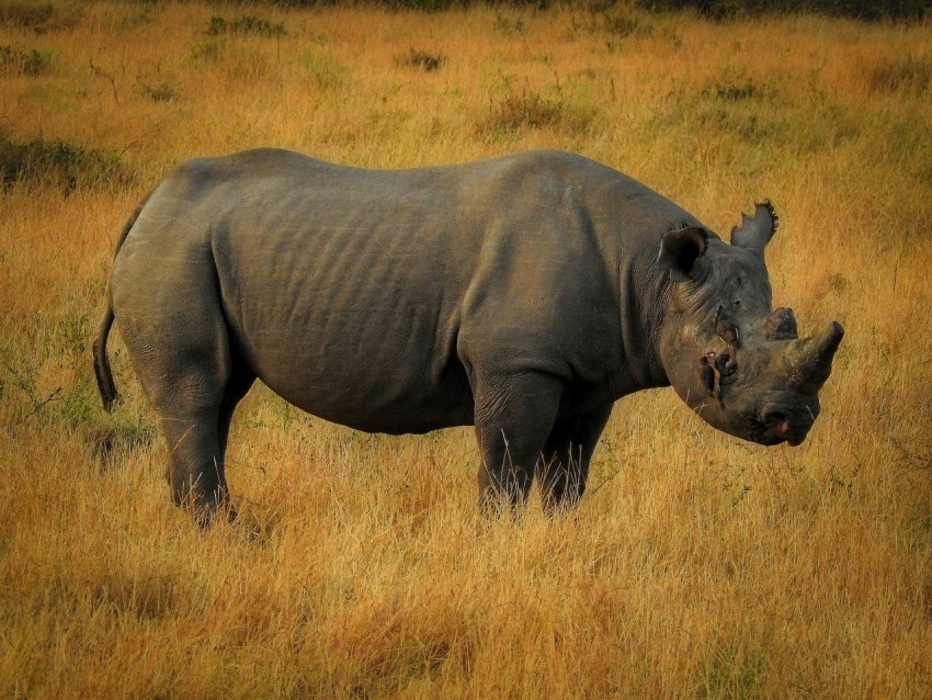 black rhino on field c_FcxAyc