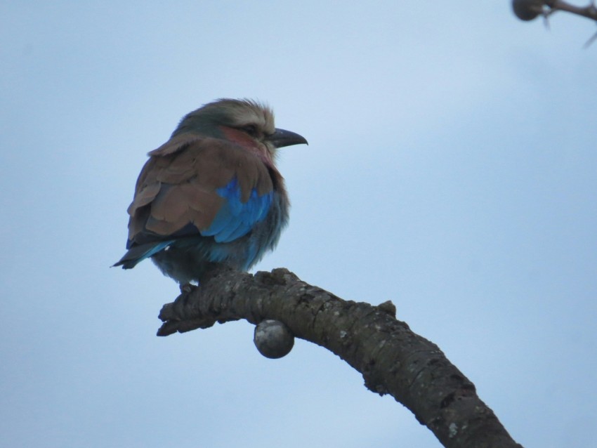 a colorful bird perched on a tree branch