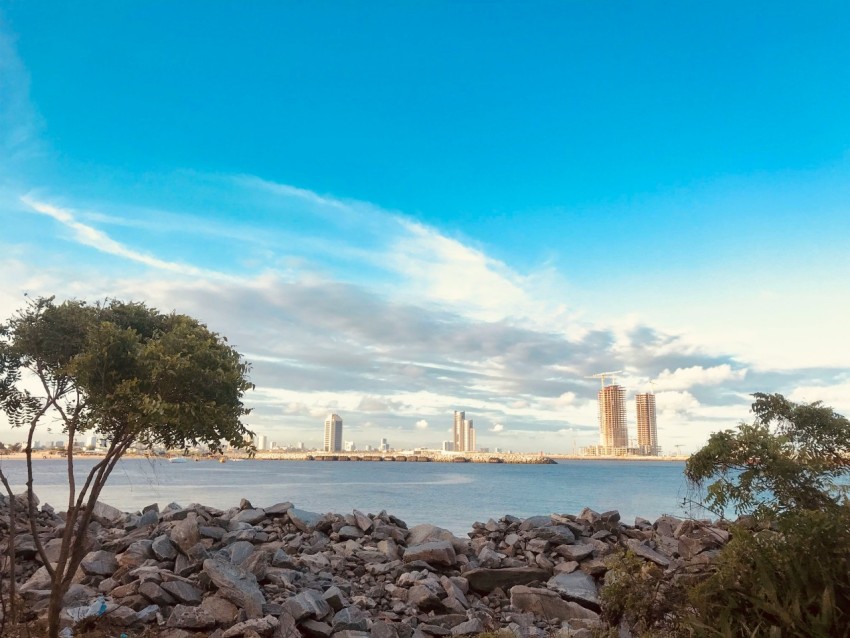 green tree near body of water during daytime