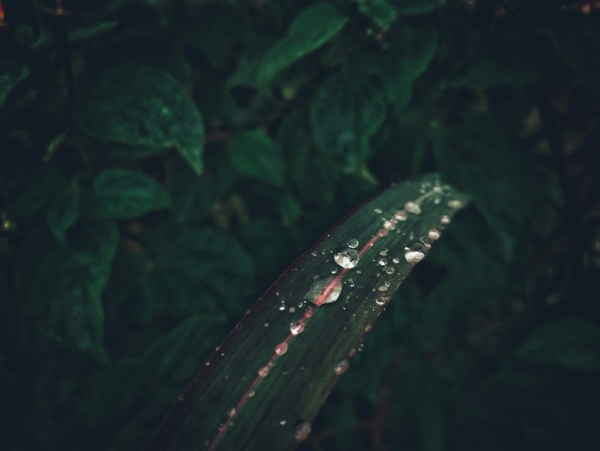 water droplets on green leaf