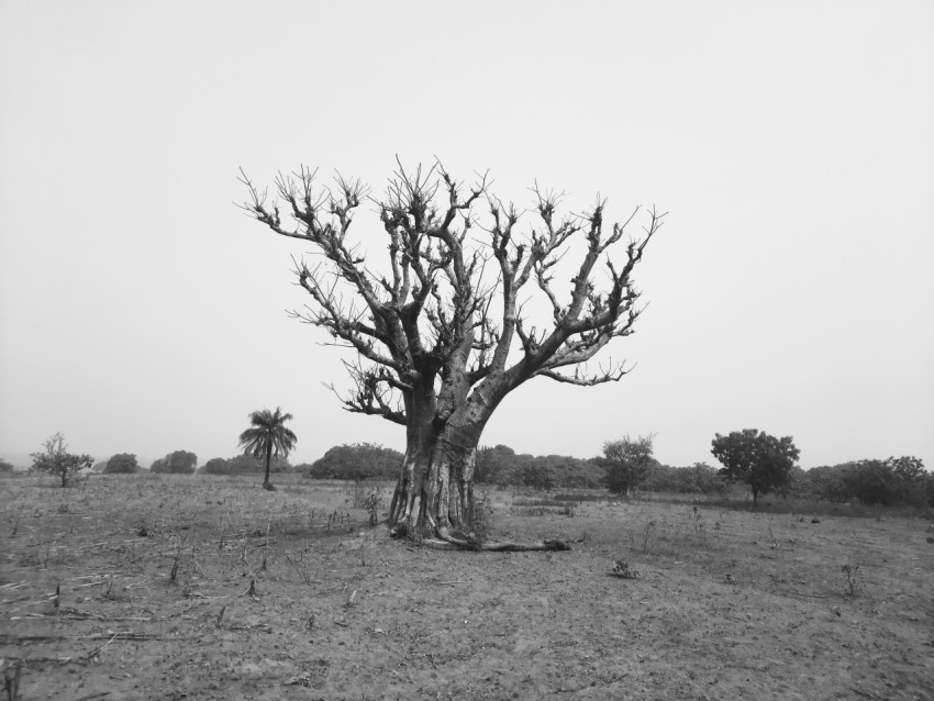 leafless tree on grass field AxI7Wgn