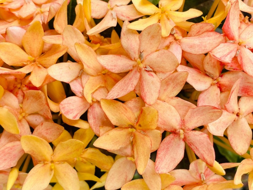 a close up of a bunch of flowers