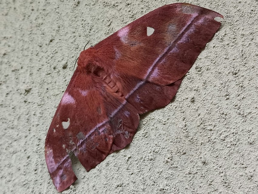 a brown and white moth laying on the ground