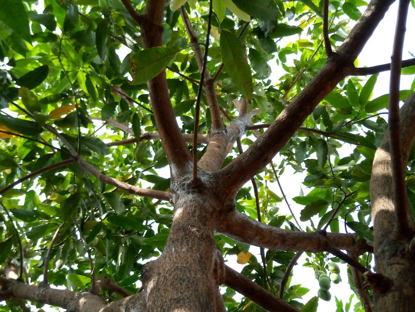 a very tall tree with lots of green leaves