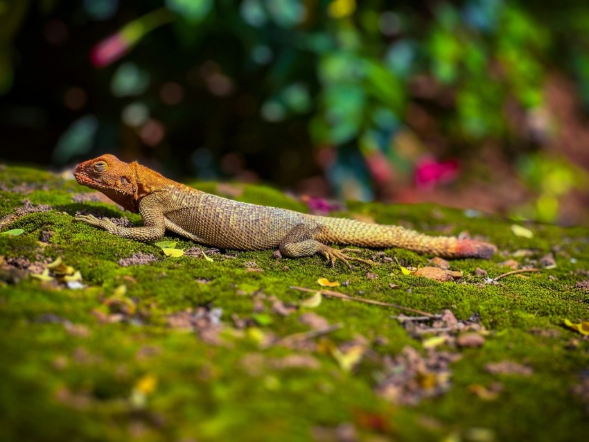 a lizard on the ground