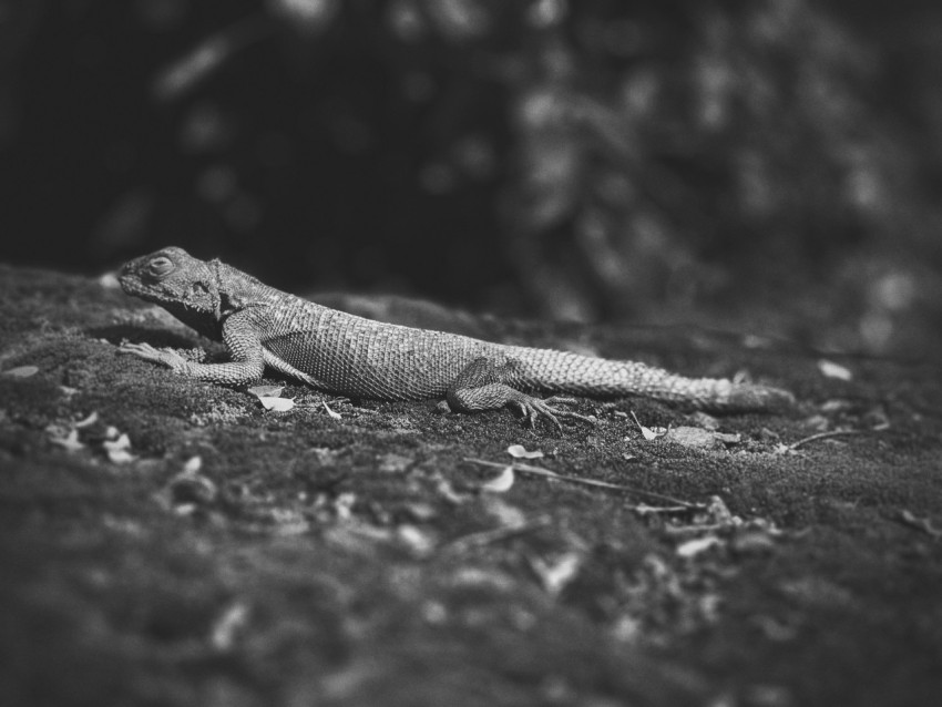 a lizard on the ground