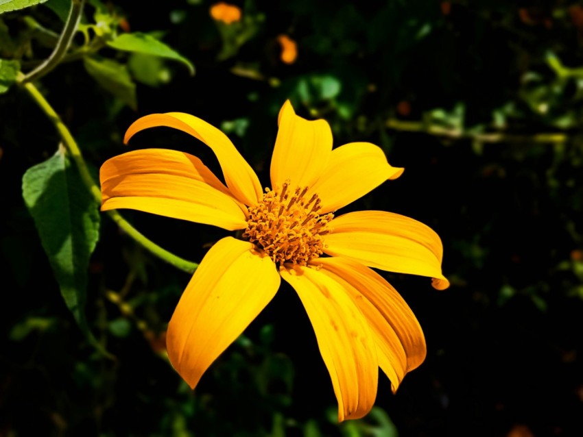 a yellow flower with green leaves