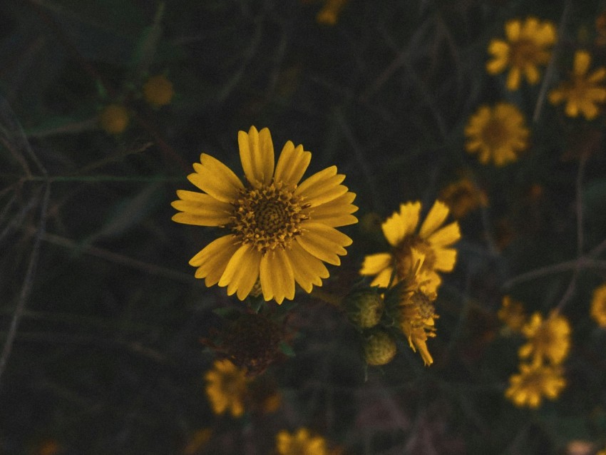 a group of yellow flowers sitting on top of a lush green field