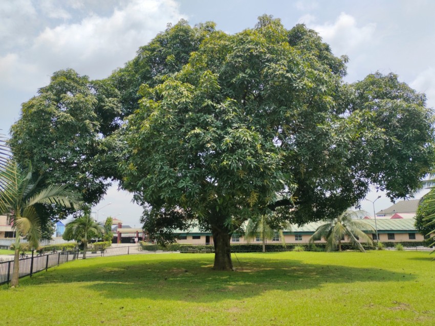 a large tree sitting in the middle of a lush green field