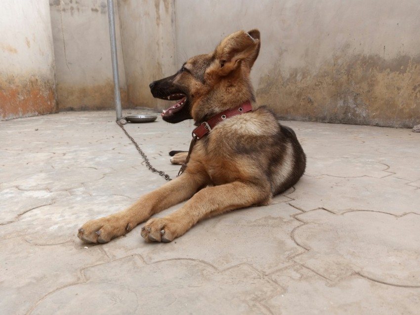 brown and black german shepherd lying on floor cX_YzM5X