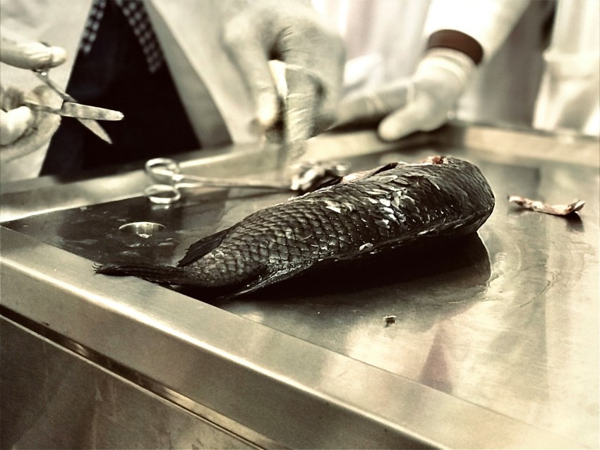 a person in white gloves cutting a fish on a counter