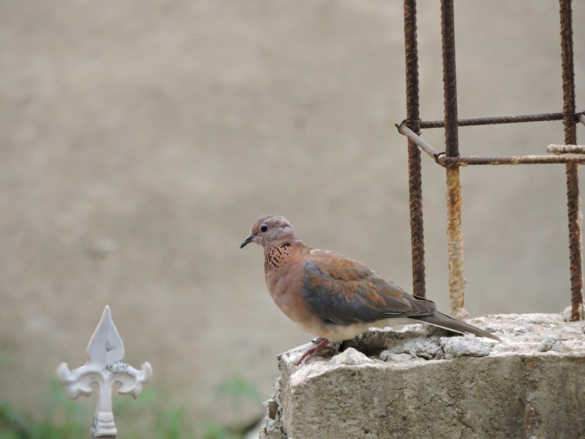 brown and blue bird on gray concrete fence during daytime lO8KhNm