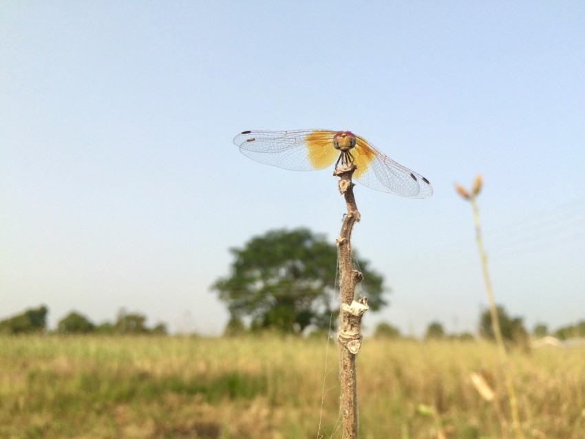 brown dragonfly perched on brown stick during daytime