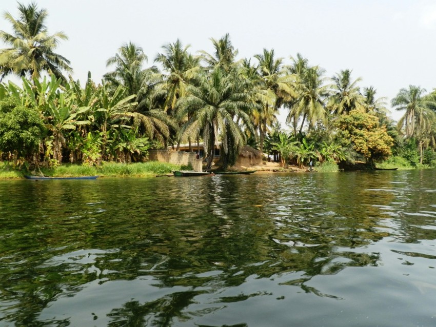 green palm trees beside body of water during daytime