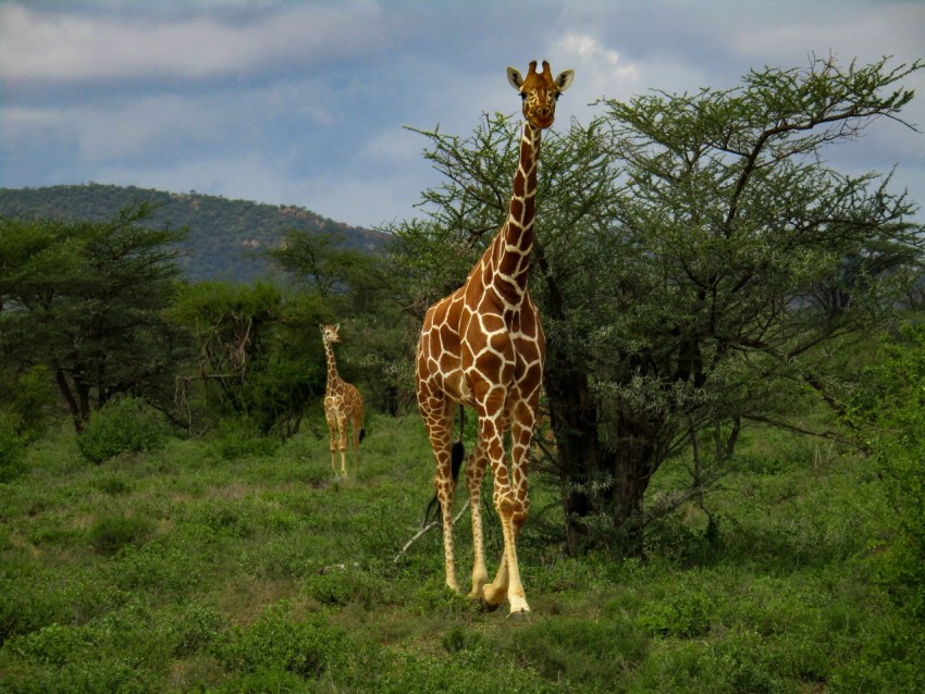 a couple of giraffe standing on top of a lush green field jSTpBE