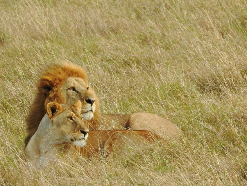 a couple of lions laying on top of a grass covered field a9oR1WVFy