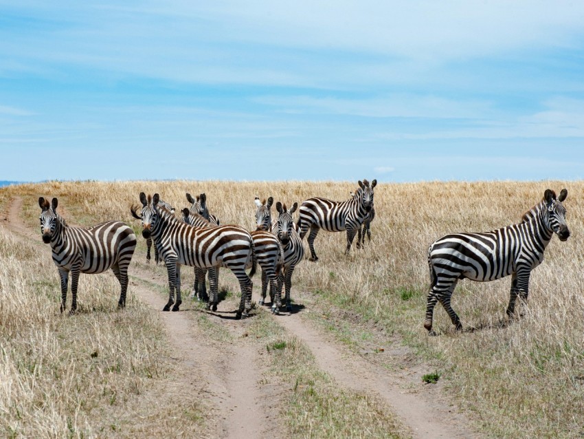 a herd of zebra standing on top of a dry grass field N 5MSrW