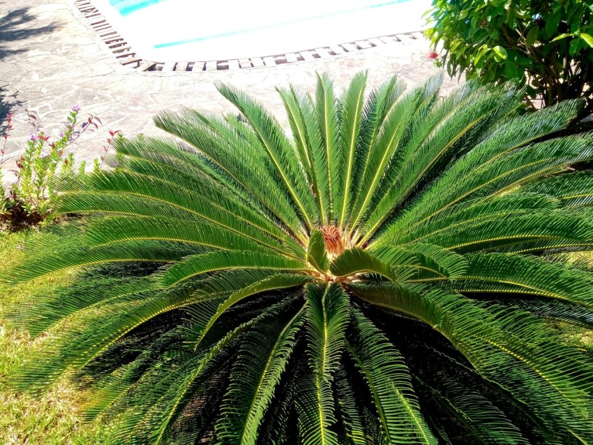 a large green plant sitting next to a swimming pool