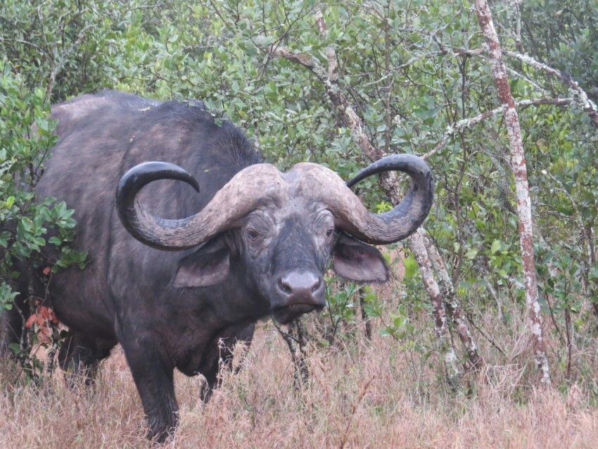 an animal with large horns standing in a field 07nS