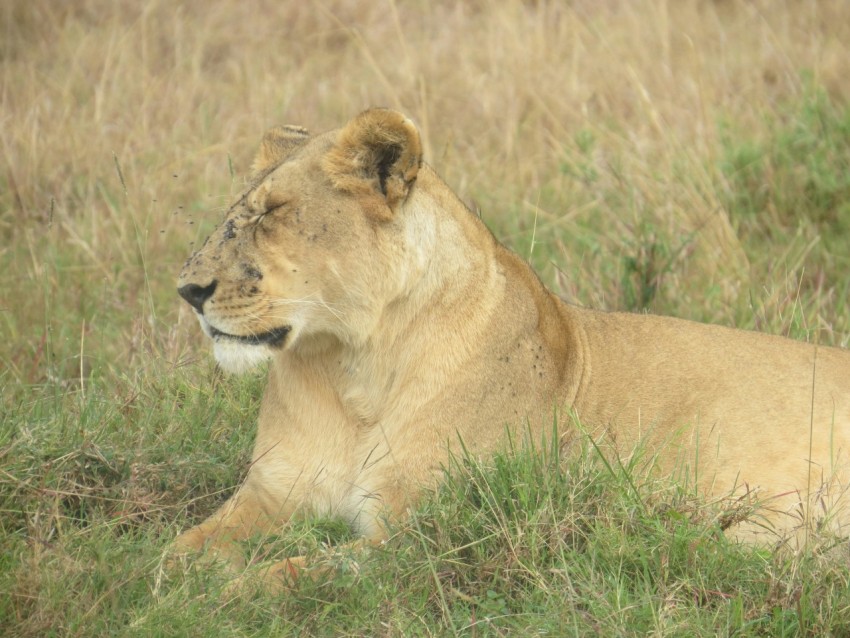 brown lioness on brown grass field during daytime XrogvrJ