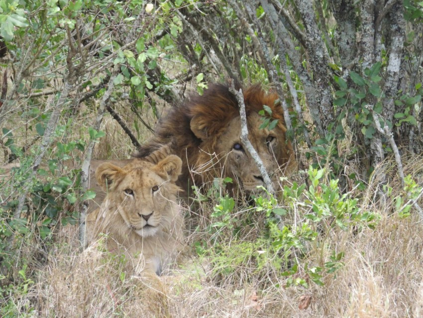 a couple of lions standing next to each other in a forest