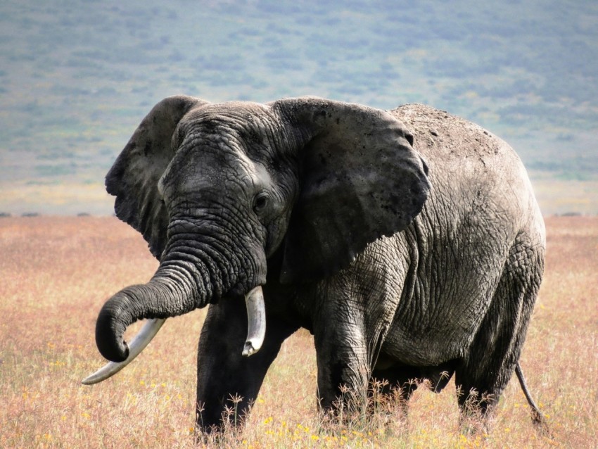 elephant walking on brown grass field during daytime ic