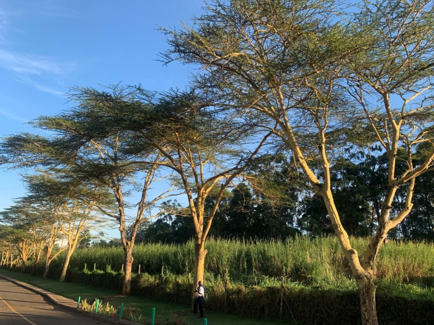 a person standing in the middle of a road next to trees