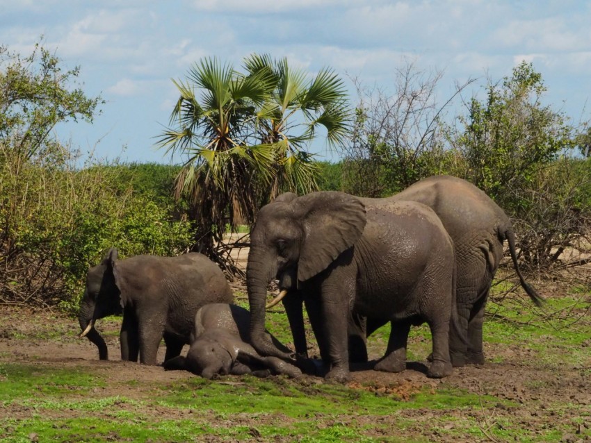 a herd of elephants standing on top of a lush green field