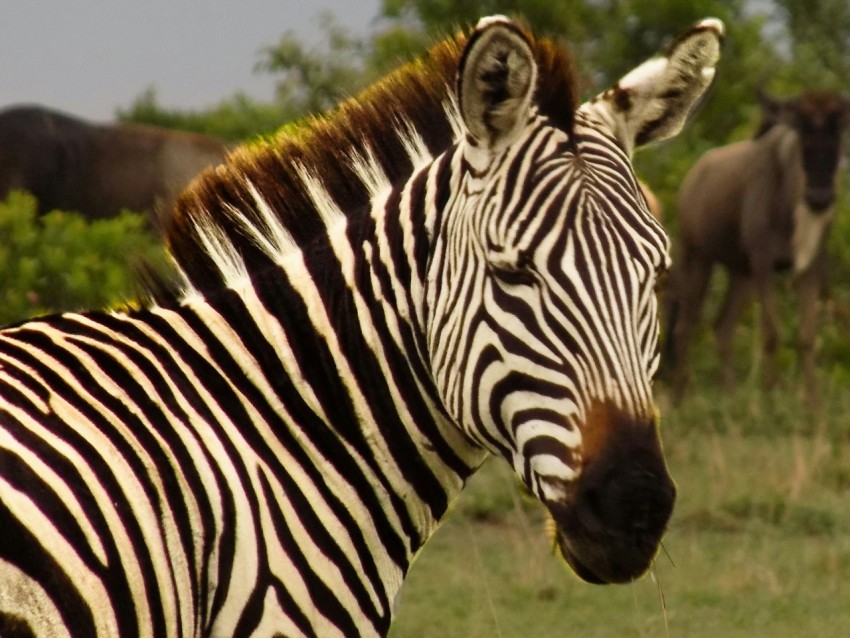 a close up of a zebra with other animals in the background