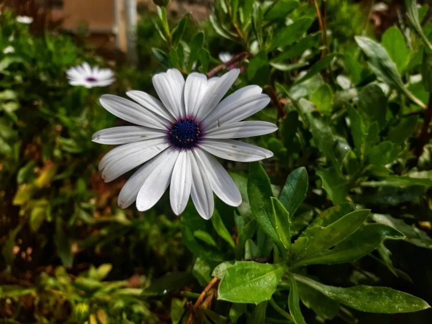 a white flower with blue center surrounded by green leaves